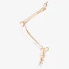 Bones of Lower Limb skeleton model