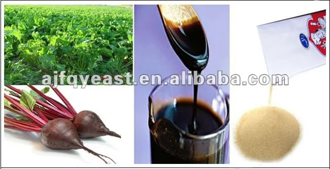 SUGAR BEET MOLASSES.jpg