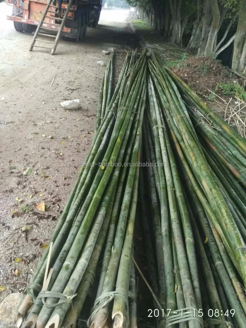 moso bamboo for sale near me