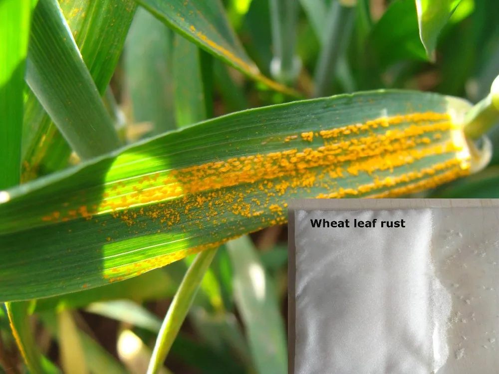 factory price fungicide flusilazole 40 ec 95%tc