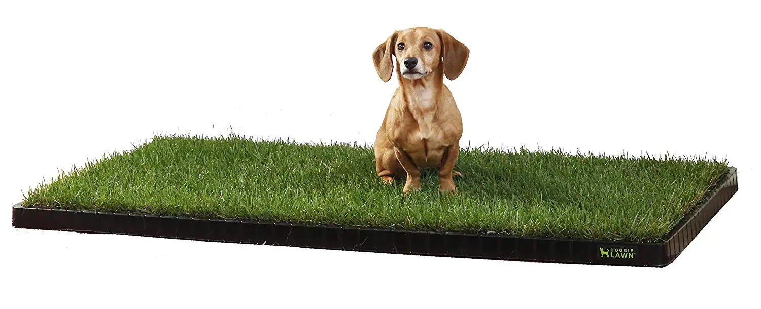 Cheap Dog Potty Tray, find Dog Potty Tray deals on line at