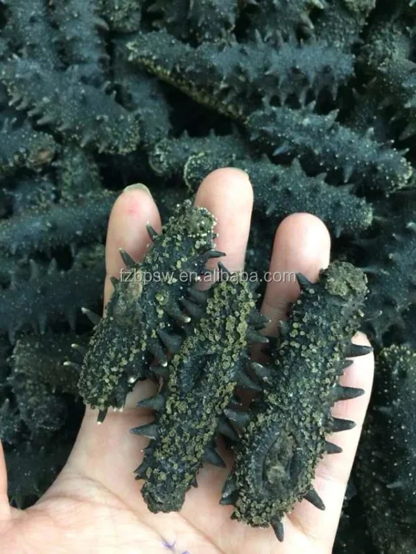 Wholesale Dried Sea Cucumber Buyers In China,Grade A Dry Sea Cucumber