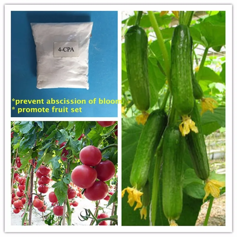 4cpa,Tomato Plant Hormones,Plant Growth Regulators For Tomato Buy