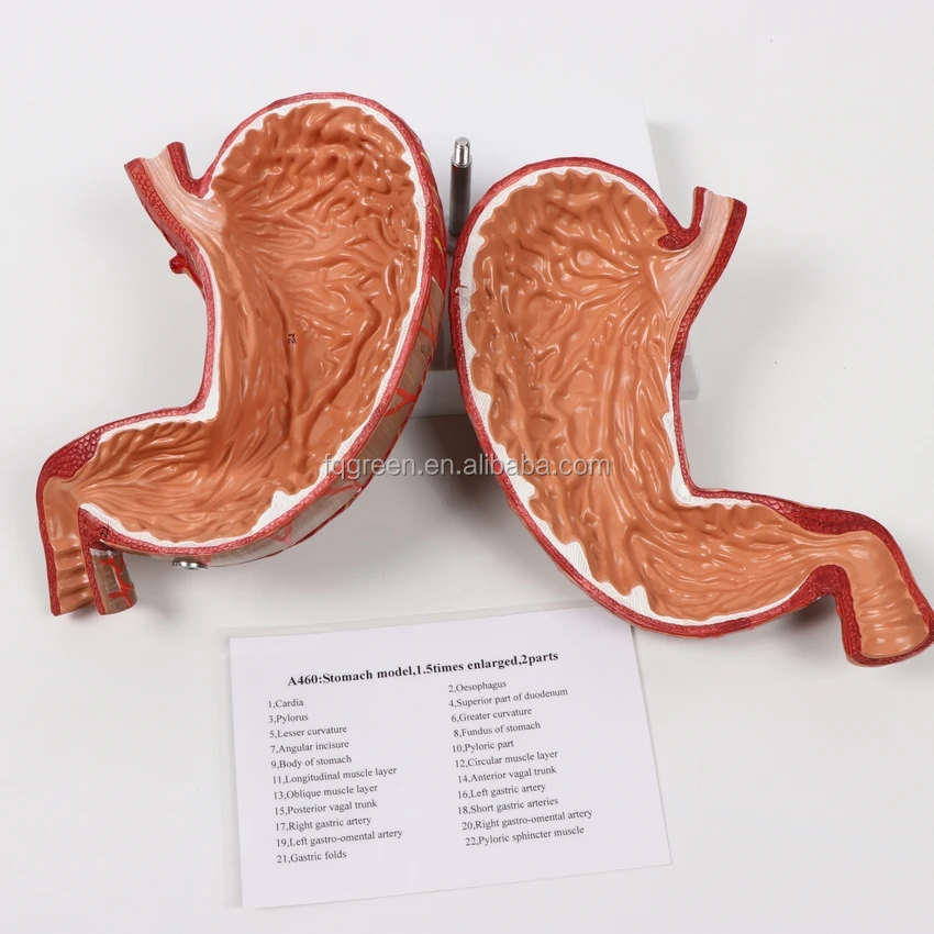 Custom 1:1 Human Anatomy Stomach Model Stomach Anatomical Model Enlarge
