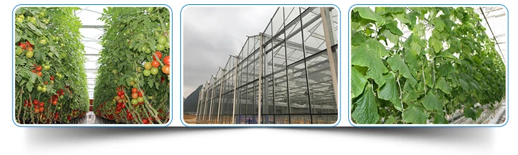 tomato,glass_10.jpg
