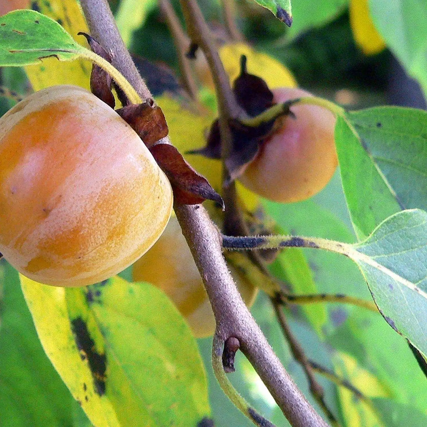 Buy 5 X Japanese Persimmon Diospyros Kaki Seeds Very