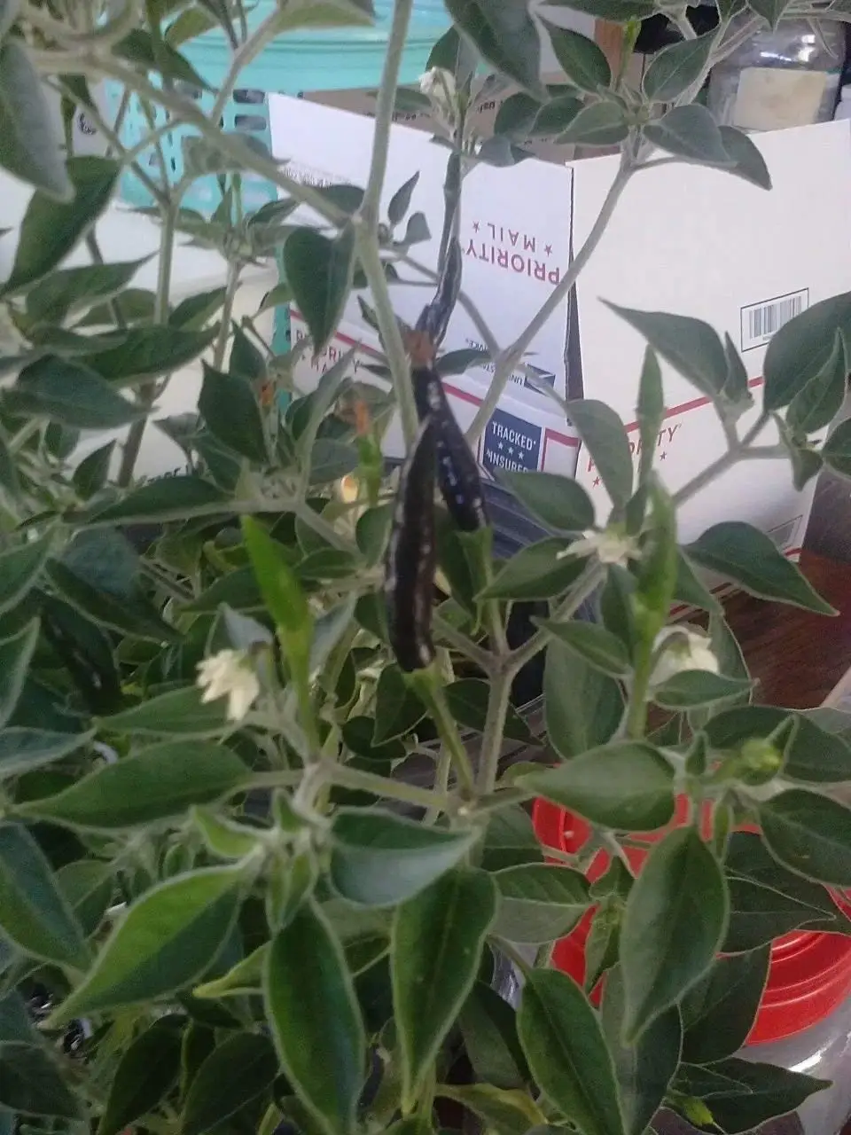 Get Quotations · 9EzTropical - Black Cobra Chile Pepper - 1 Plants - 1 Feet  Tall - Ship in
