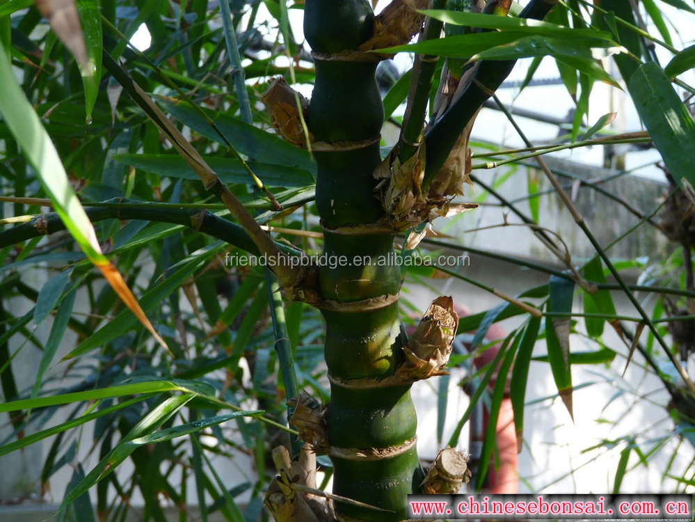 Bambusa Ventricosa Mcclure Babusa Vulgaris Buddha- Belly Bamboo - Buy ...