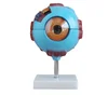 Good Quality Giant Human Eye Anatomy Model for Sale