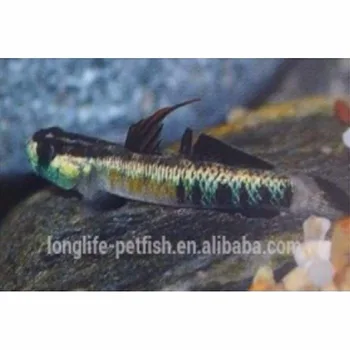 Offre Spéciale Aquarium Poisson Gobie Buy Poissons Goby Vivantspoissons Deau Douce En Ventestiphodon Percnopterygionus Product On Alibabacom