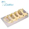 High - Quality Dental Model of Development of Lower Jaw Model for Demonstation
