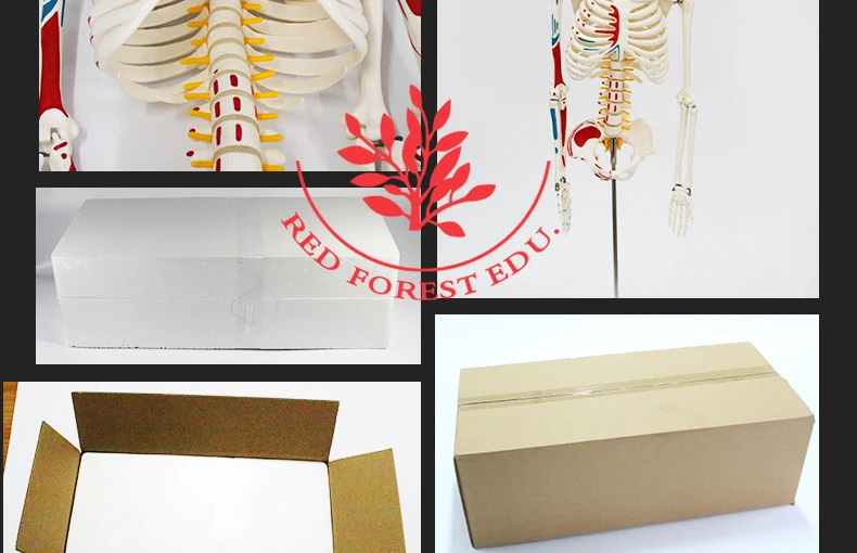 13 artificial skeleton.jpg