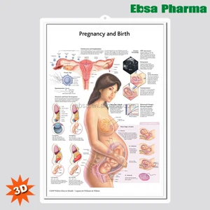 Pregnancy Yoga Chart
