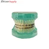 28pcs teeth orthodontic dental model with half metal&half ceramic bracket