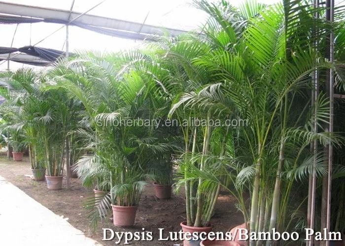 2019 Newest Golden Cane Palm Seeds Supply Buy Golden Cane Palm