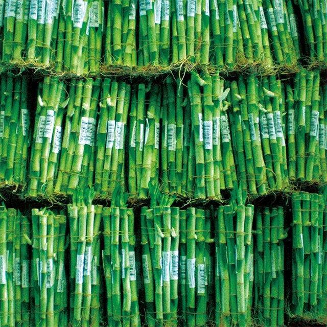 20cm straight bamboo,.jpg