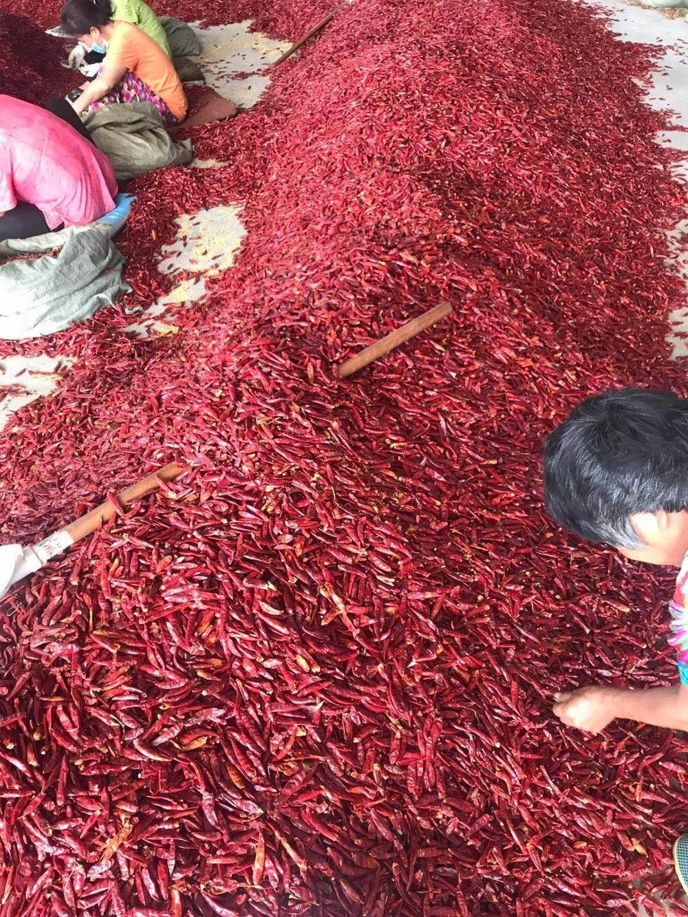 chaotian chili quality without stem.jpg