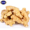China manufacturer ginger factory and ginger company