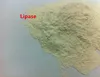 Food Grade Lipase for Bread/Flour Additive/Improver