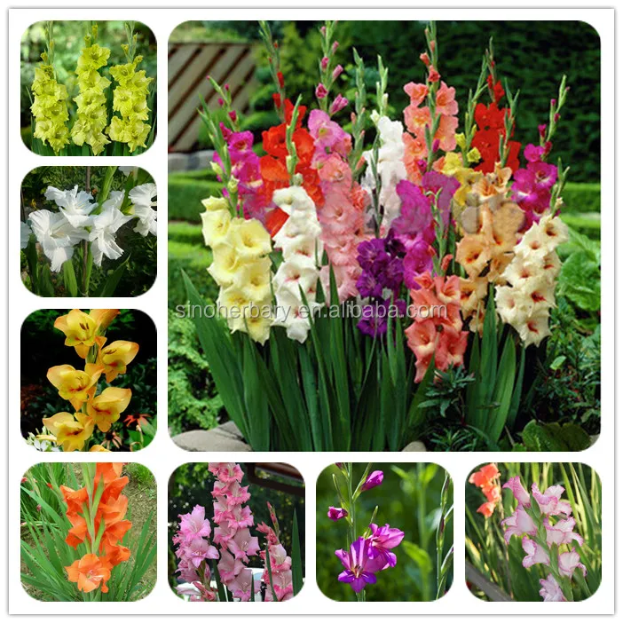 Cutting Flower Bulbs Gladiolus Bulbs Price Buy 植物保育園 植物の種子 花の種 Product On Alibaba Com