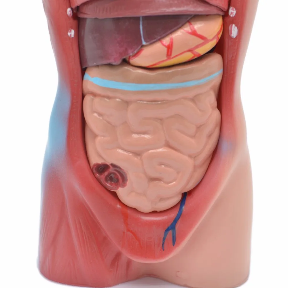28厘米身高人体解剖躯干模型