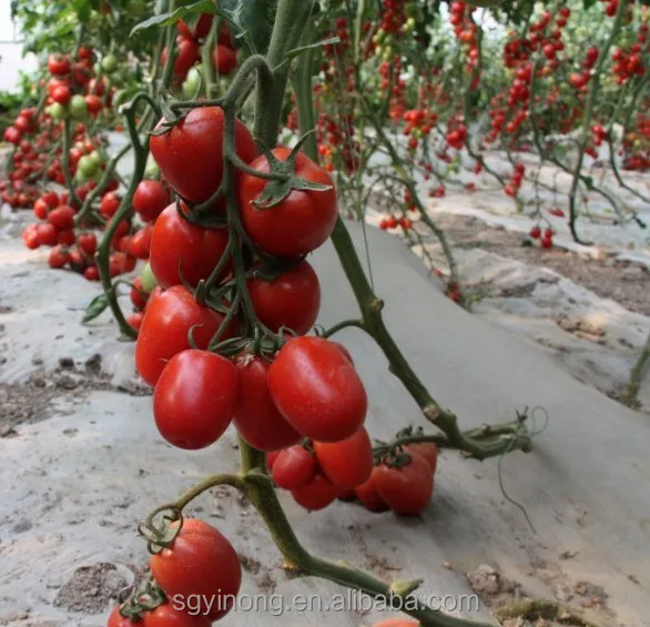 羅馬f1 雜交番茄種子紅色成熟溫室蔬菜種子從中國