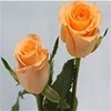 Wholesales Fresh Cut Rose Holiday Princess Rose For Best Decoration
