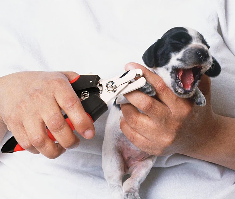 using a dog nail trimmer