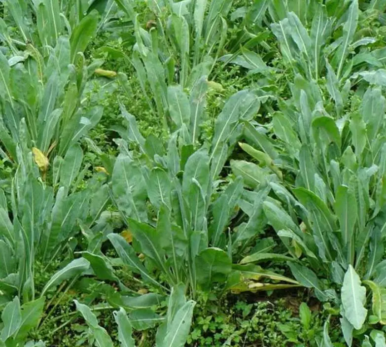 Isatis indogotica seeds.jpg