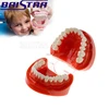 Azdent standard dental teeth model for sale