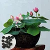 Little Lotus Flower Hot Sell High Purity Best Quality Natural Bowl Lotus Seeds