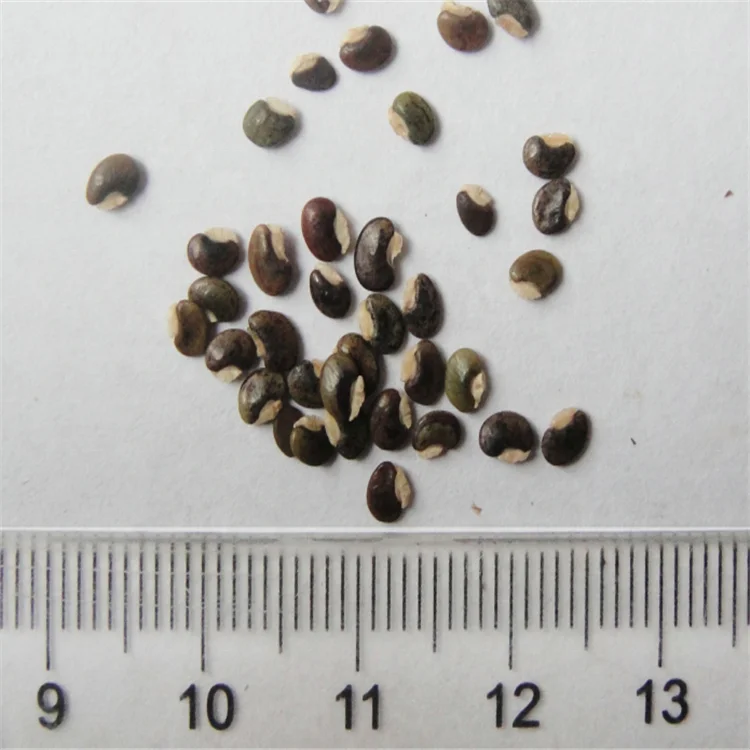 Десмодиум семена. Семена любви. Серые большие вытянутой формы семена растения. Десмодиум карликовый купить.