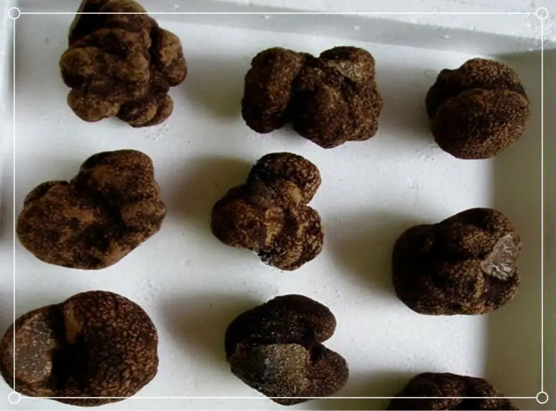 Wild Tuber Indicum Buy Tuber Indicum wild Black Truffle desert