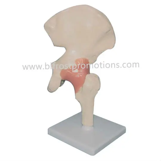 BP72017 Hip Joint with Ligament Model-w.jpg