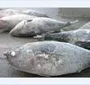 Frozen fresh yellowfin tuna whole round (Thunnus albacares)