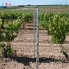 Factory Long Lived Galvanized Vineyard Metal Trellis Post