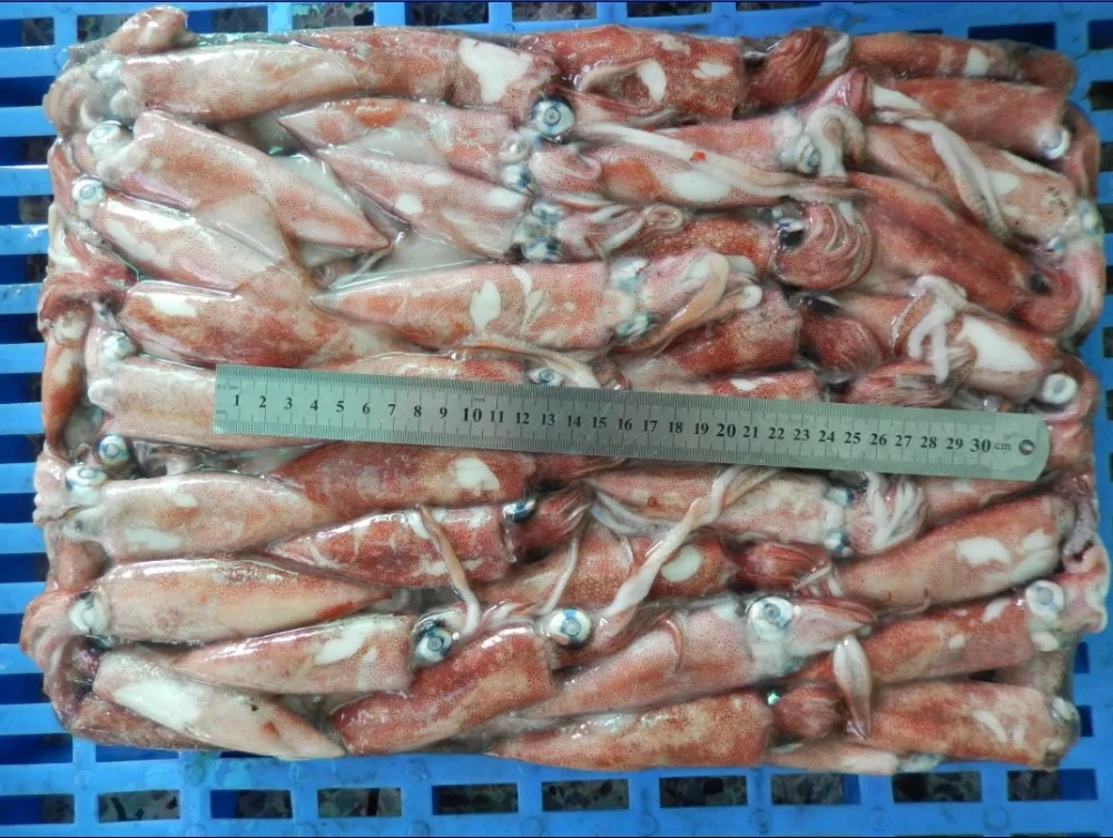 Frozen Argentina Illex Squid For Bait - Buy Argentina Squid,Illex Squid