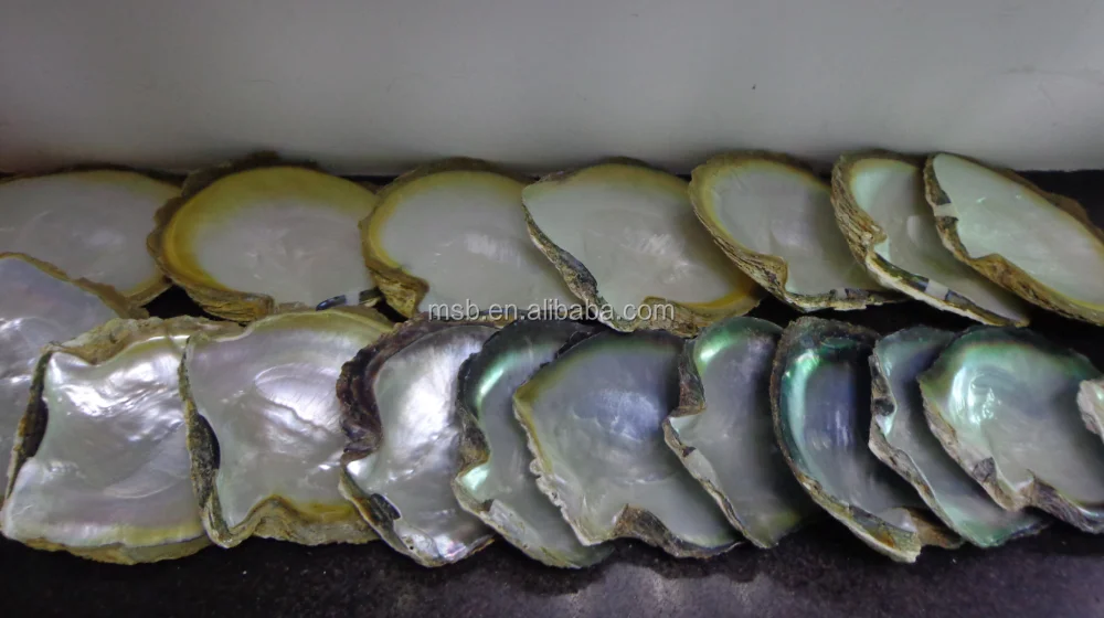 Big Size Raw Natural Black Lip Mother Of Pearl Shell Price In Stock