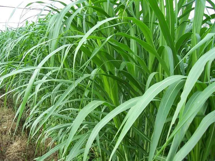 High Yield Animal Feed Fodder Grass Pennisetum Hydridum Grass Seeds ...