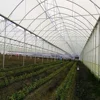 High Quality Multi Span Agriculture Hydroponic Greenhouse for Tomato Strawberry