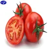 90% TC 10%SP 20%SP 4%EC gibberellic acid