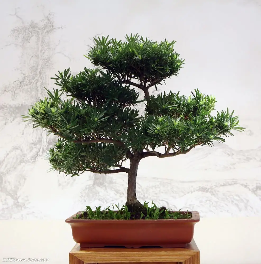 Chinese Classic Bonsai Tree Podocarpus Macrophyllus For Sale Buy Podocarpus Macrophyllus Thunb D Don Mini Bonsai Tree Yew Podocarpus Mini Bonsai Tree Product On Alibaba Com
