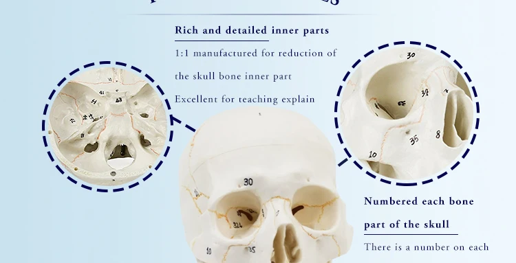 7 anatomical skull model.jpg