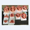 Fetal pregnancy development process, embryo pregnancy process model