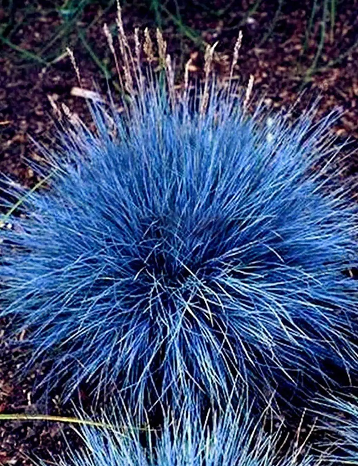 100x Blue Fescue Grass Seeds Hardy Perennial Ornamental Easy Grow Garden