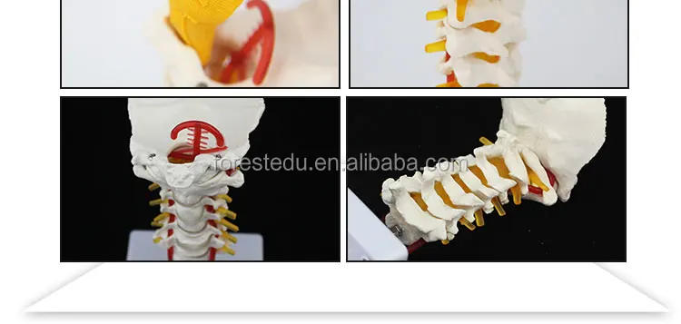 10 vertebral column.jpg