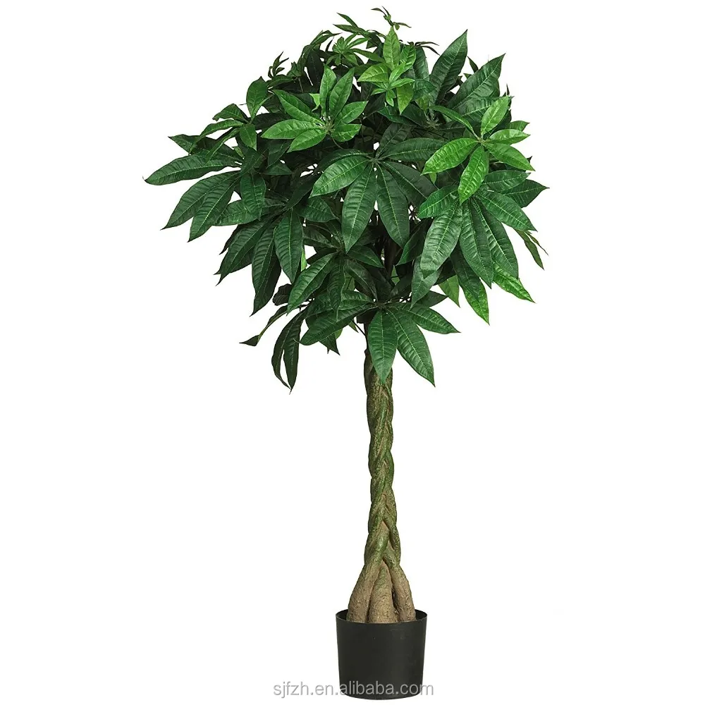 where can you buy a money tree