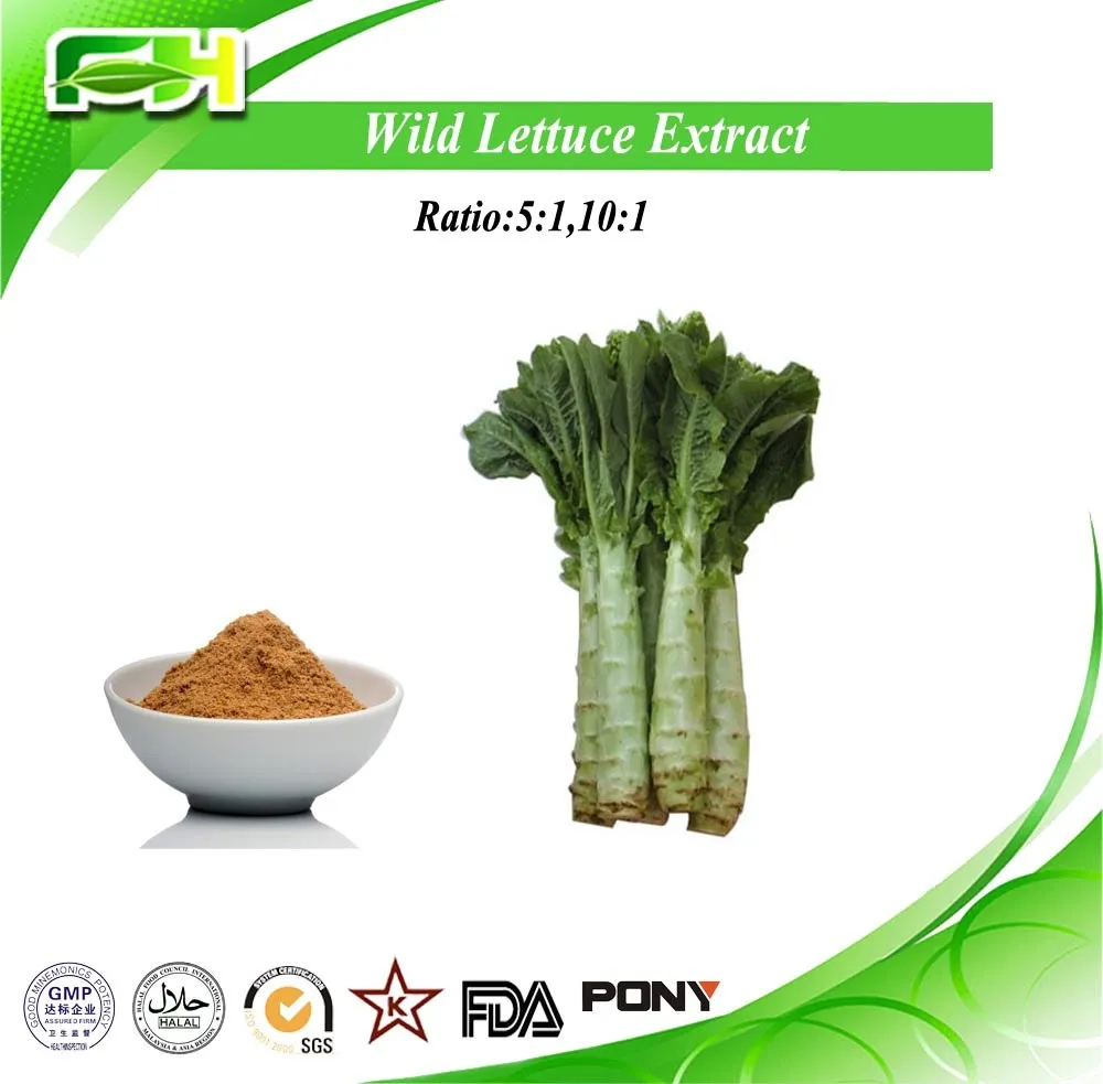 Pure Natural Wild Lettuce Extract/wild Lettuce Extract Powder/lactuca