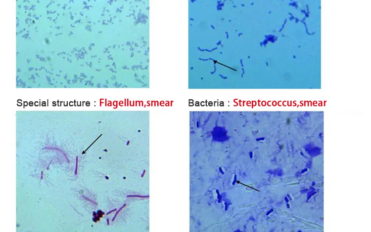 013 Microorganism cells prepared microscope slides.jpg