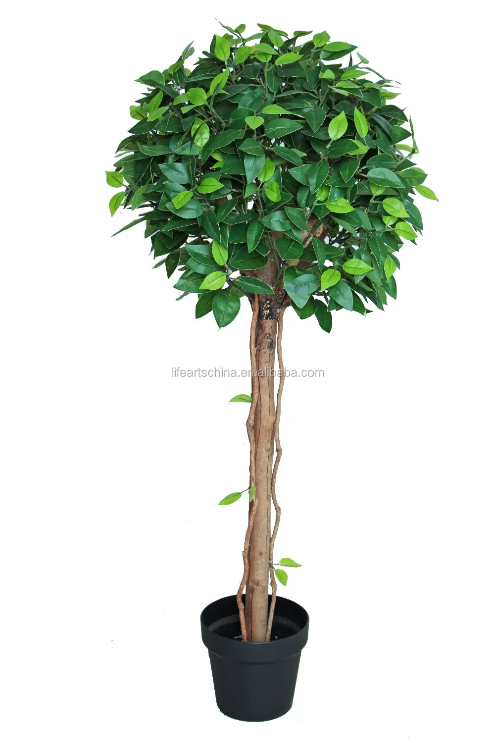 High Quality Ficus Ball Tree 65cm Ficus Topiary Tree Mini Ficus Leaves